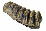 Partial, Fossil Stegodon Molar - Indonesia #148200-3